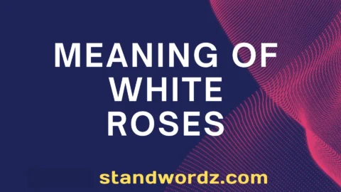 meaning of white roses