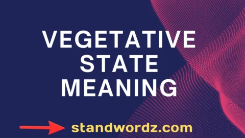 vegetative state meaning