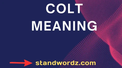 colt meaning