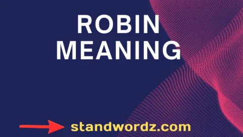 robin meaning